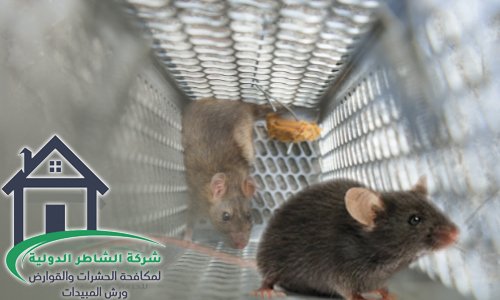 مكافحة القوارض